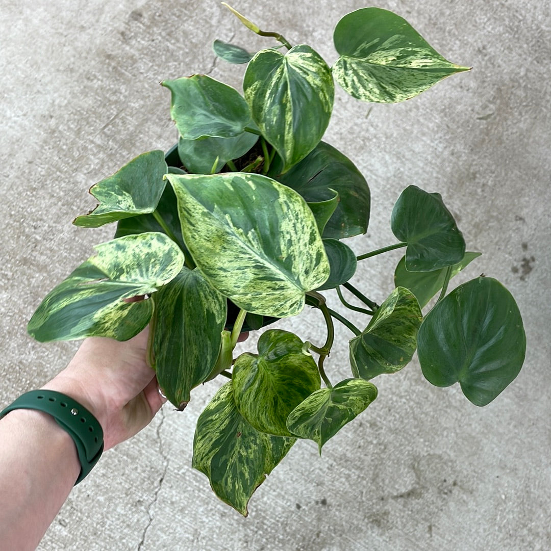 philodendron hederaceum scandens Philodendron scandens variegata 6"