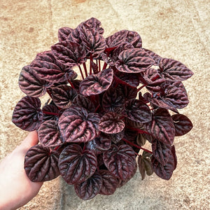 Peperomia c. 'Schumi Red' 6"