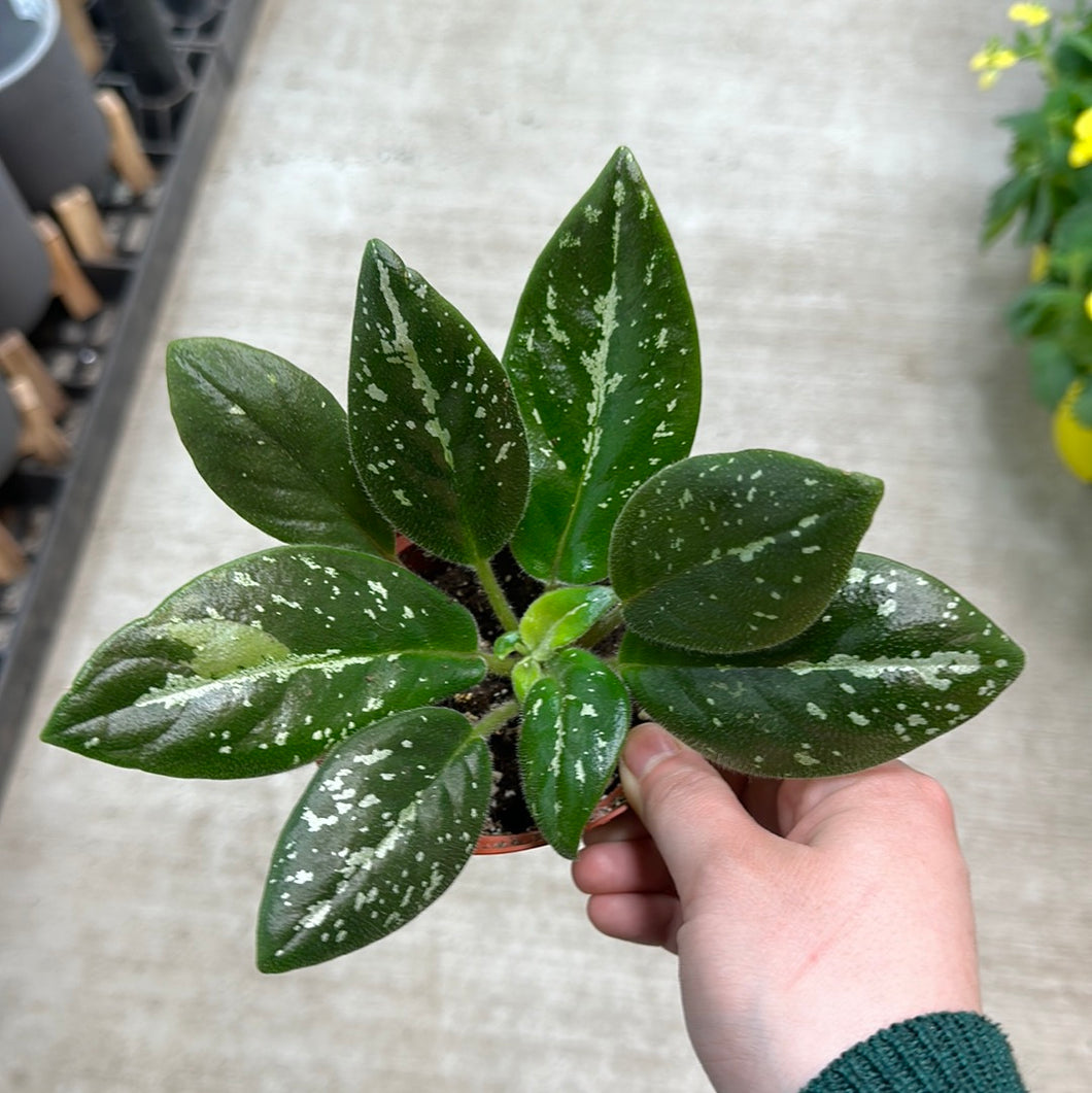 Michaelmoelleria vietnamensis 4