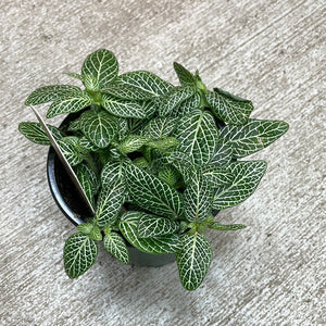 Fittonia albivenis 4" - White Nerve Plant