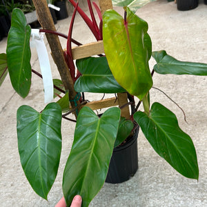 Philodendron Red Emerald Trellis 8"