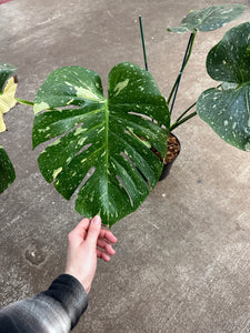 Monstera Thai Constellation Large 6" - Plant "B"