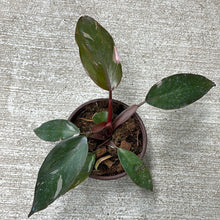 Load image into Gallery viewer, Philodendron &#39;Pink Princess&#39; 4&quot;
