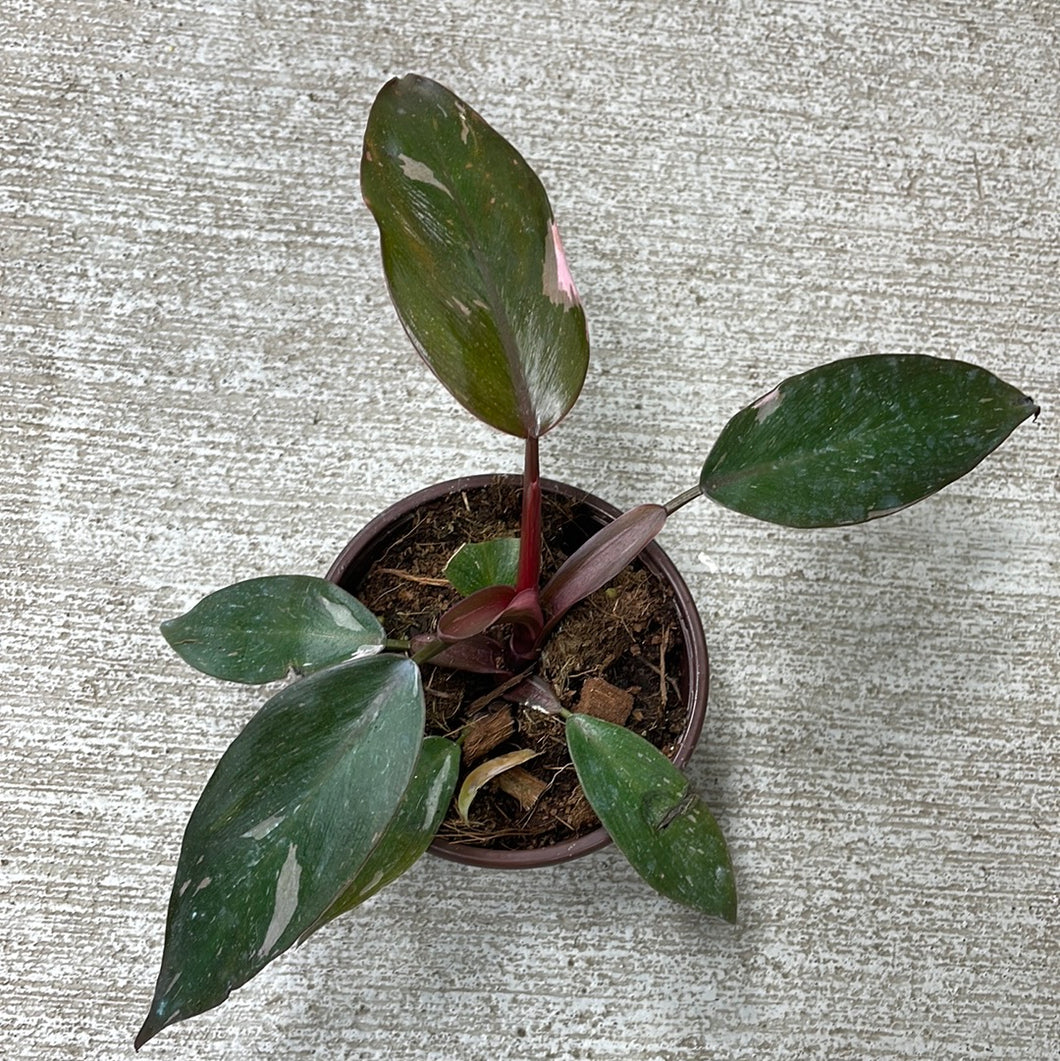 Philodendron 'Pink Princess' 4
