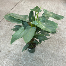 Load image into Gallery viewer, Philodendron Silver Sword Totem 6&quot;