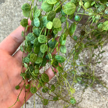 Load image into Gallery viewer, Peperomia Prostrata 4.5&quot; - String of Turtles