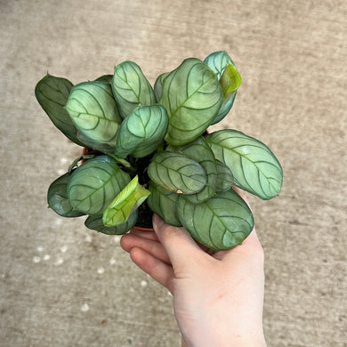 Ctenanthe burle-marxii 'Amagris' 4