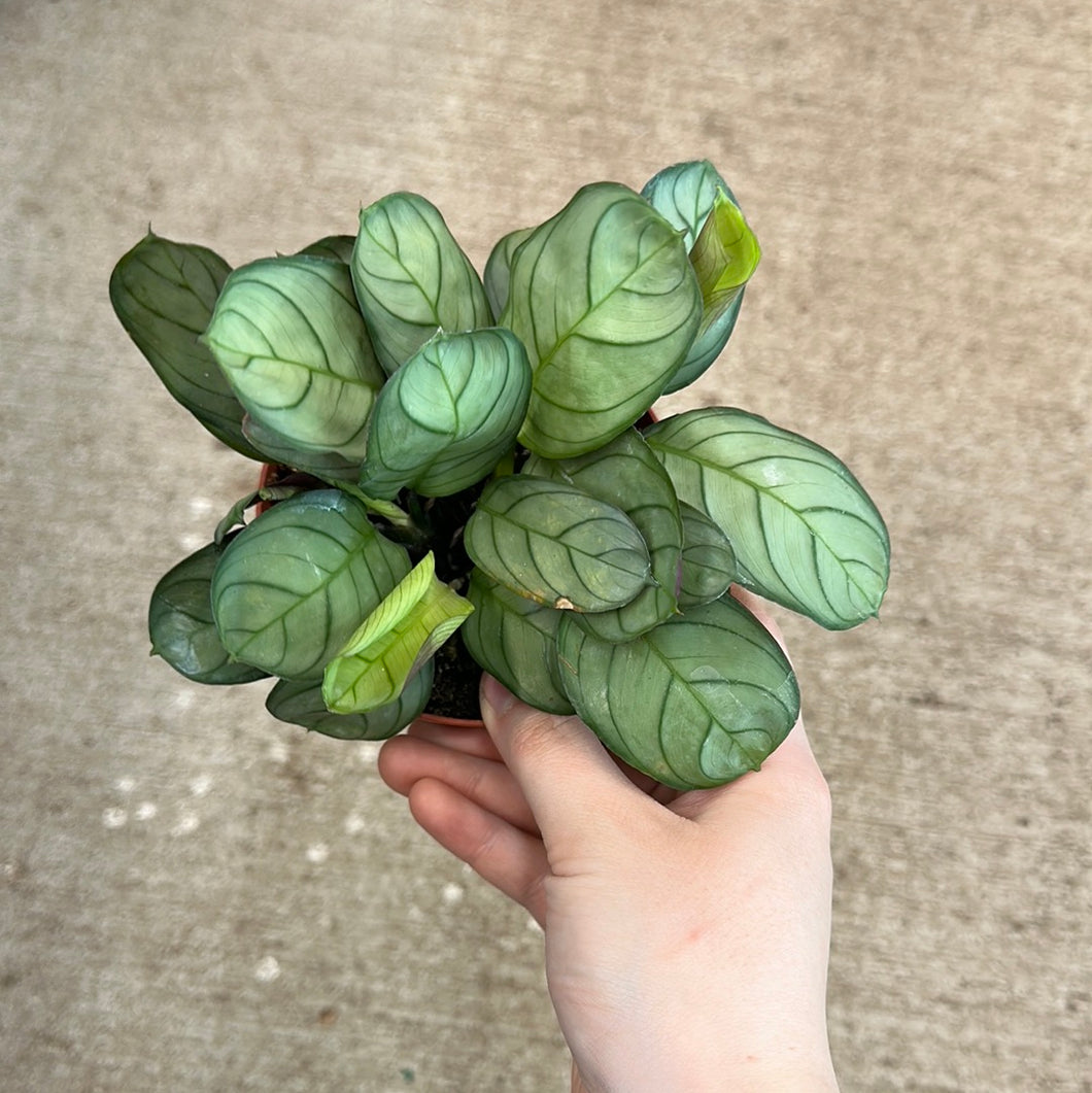 Ctenanthe Amagris 4