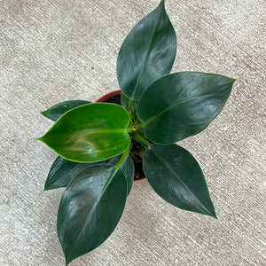 Philodendron sp. Congo Apple 6"