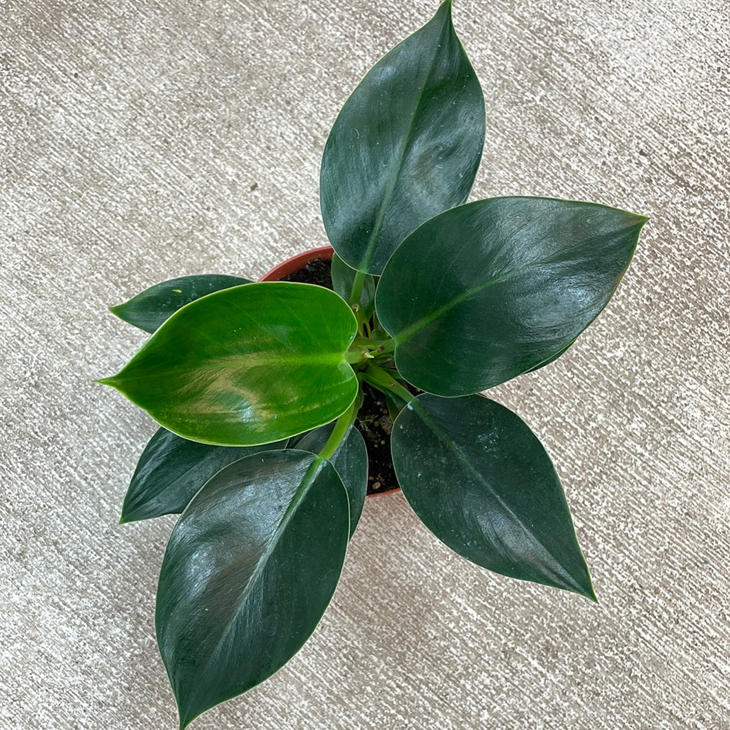 philodendron little apple Philodendron sp. Congo Apple 6" – Kent East Hill Nursery