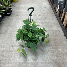 Load image into Gallery viewer, Philodendron cordatum 8&quot; HB