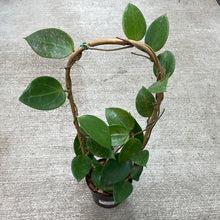 Load image into Gallery viewer, Hoya parasitica heart shaped 4.5&quot;