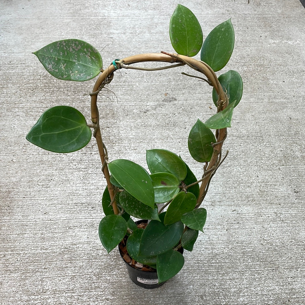 Hoya parasitica heart shaped 4.5