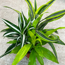Load image into Gallery viewer, Dracaena sp. 8&quot; - Dragon Cane Combo
