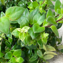 Load image into Gallery viewer, Aeschynanthus sp. variegata 8&quot; - Variegated Lipstick Plant