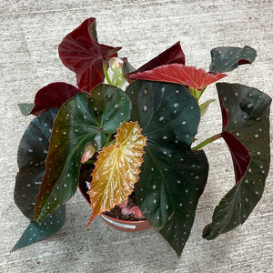 Begonia sp. 6" - Assorted Premium Angel Wing Begonia