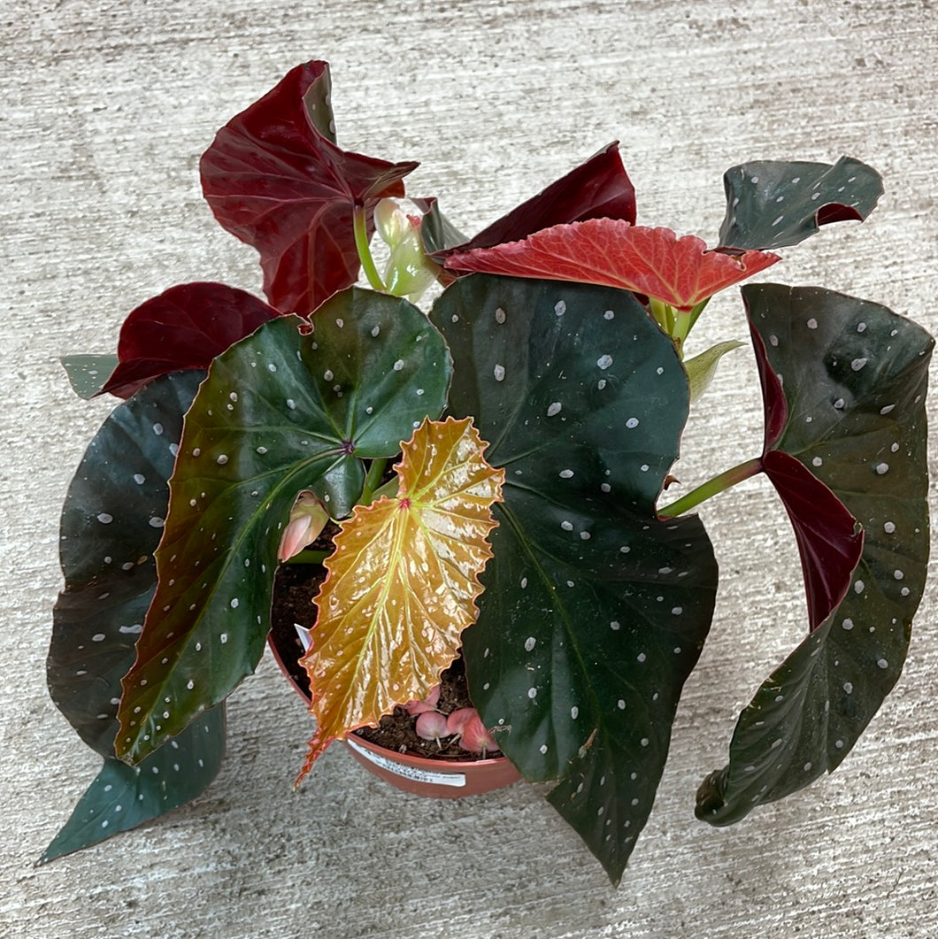 Begonia sp. 6