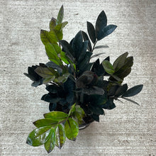 Load image into Gallery viewer, Zamioculcas zamiifolia &#39;Raven&#39; 6&quot; - Black ZZ Plant