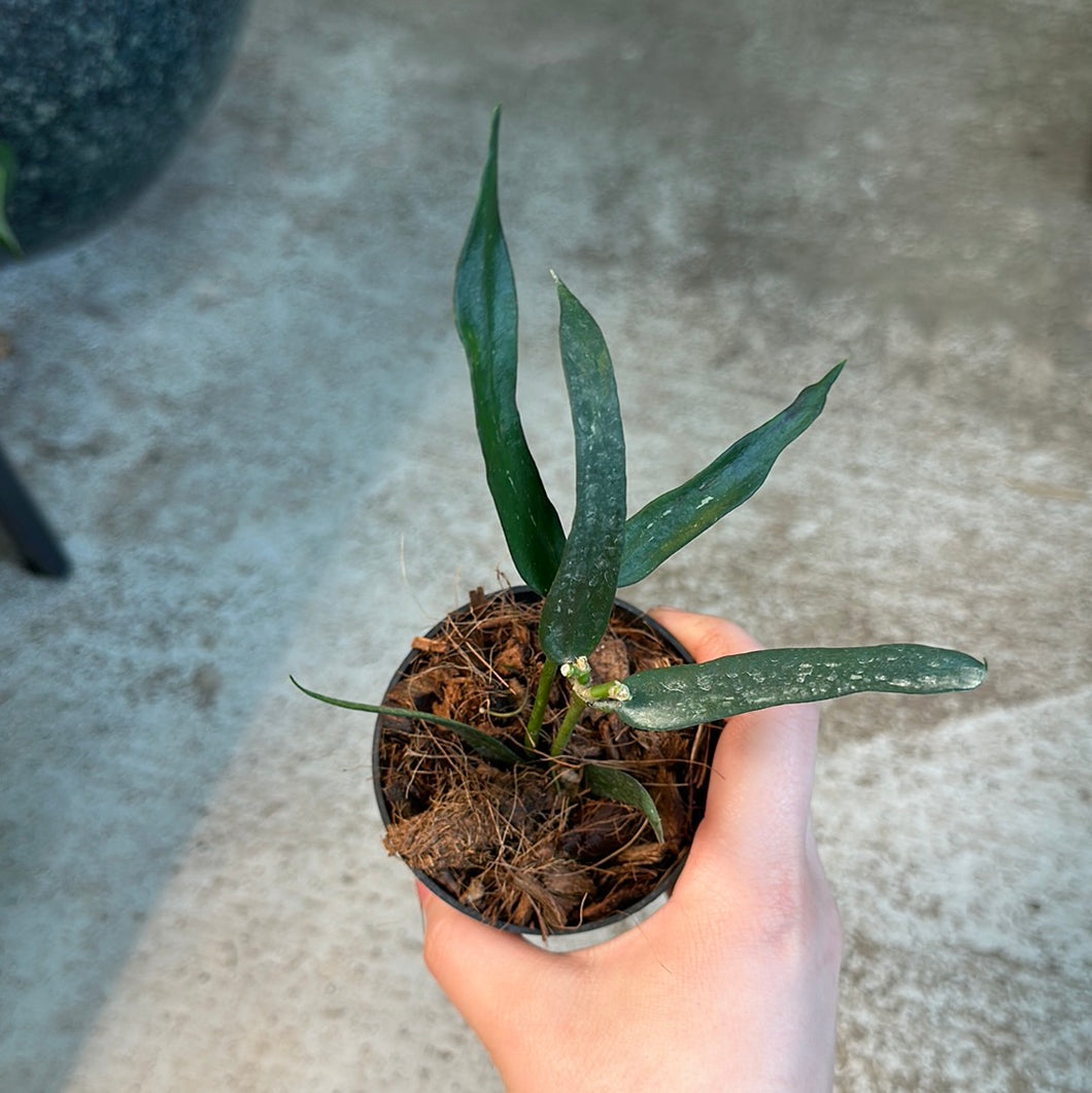 Hoya pandurata 3