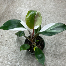 Load image into Gallery viewer, Philodendron White Knight 4&quot;