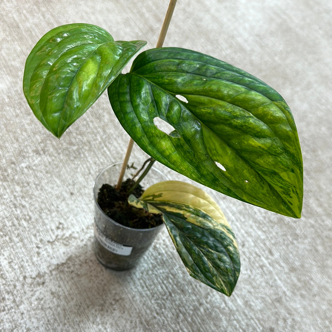 Monstera Peru Variegata Cup B – Kent East Hill Nursery