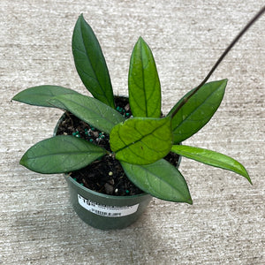 Hoya crassipetiolata 4"