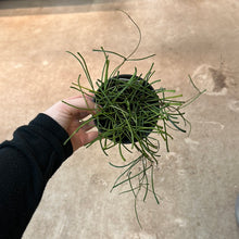 Load image into Gallery viewer, Hoya Retusa 4&quot;