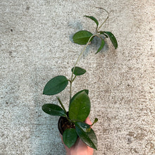 Load image into Gallery viewer, Hoya fungii 3&quot;