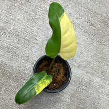 Load image into Gallery viewer, Philodendron domesticum variegata cup