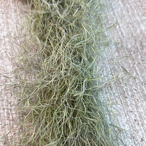 Usneoides Small - Living Spanish Moss