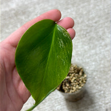 Load image into Gallery viewer, Monstera Albo Cup D
