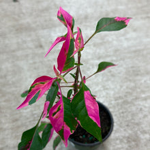 Load image into Gallery viewer, Alternanthera &#39;Party Time&#39; 4&quot;