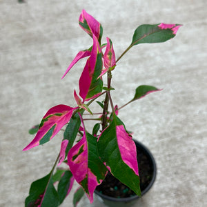 Alternanthera 'Party Time' 4"