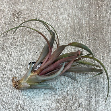 Capitata Yellow Star 6-8
