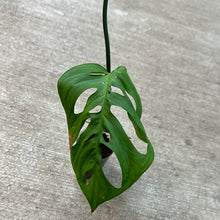 Load image into Gallery viewer, Monstera Esqueleto Cup