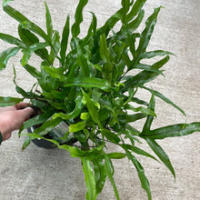 Load image into Gallery viewer, Fern Assortment 6&quot;