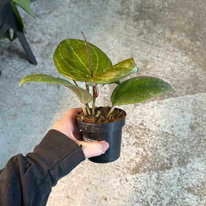 Hoya latifolia (sarawak) 3"