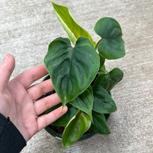 Load image into Gallery viewer, Philodendron Polowmanii 6&quot;