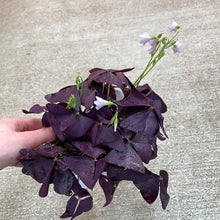 Load image into Gallery viewer, Oxalis Triangularis 4&quot; - Purple Shamrock
