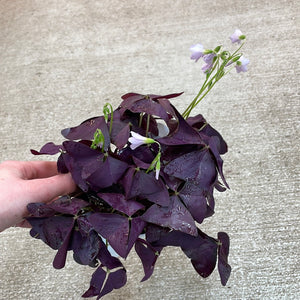 Oxalis Triangularis 4" - Purple Shamrock