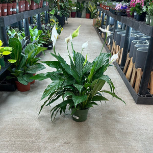 Spathiphyllum Sp. 6" - Peace Lily