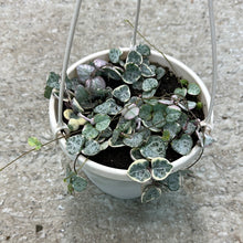Load image into Gallery viewer, Ceropegia woodii variegata 6&quot; HB - Variegated String of Hearts