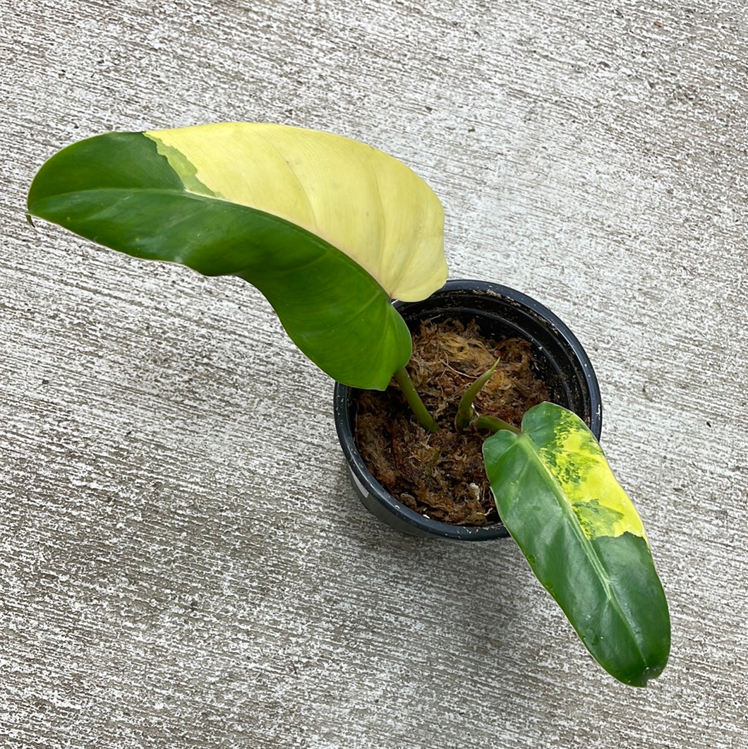 philodendron malaysia Philodendron domesticum variegata cup – Kent East Hill Nursery
