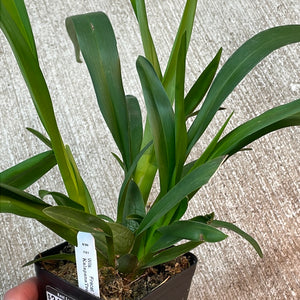 Wilsonara Firecat 'Harmony'