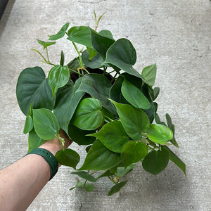 Philodendron Cordatum 6" - Heartleaf Philodendron