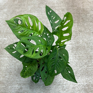 Monstera adansonii 6" - Swiss Cheese Plant