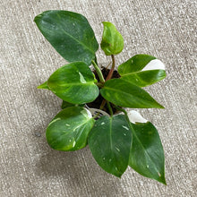 Load image into Gallery viewer, Philodendron White Princess  Cup 4&quot; Plant &#39;A&#39;