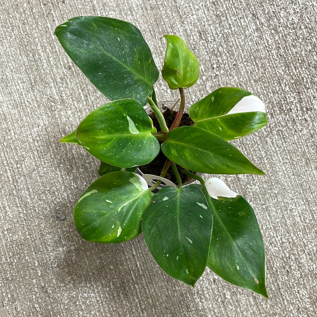 Philodendron White Princess  Cup 4