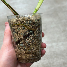 Load image into Gallery viewer, Monstera Albo Cup D