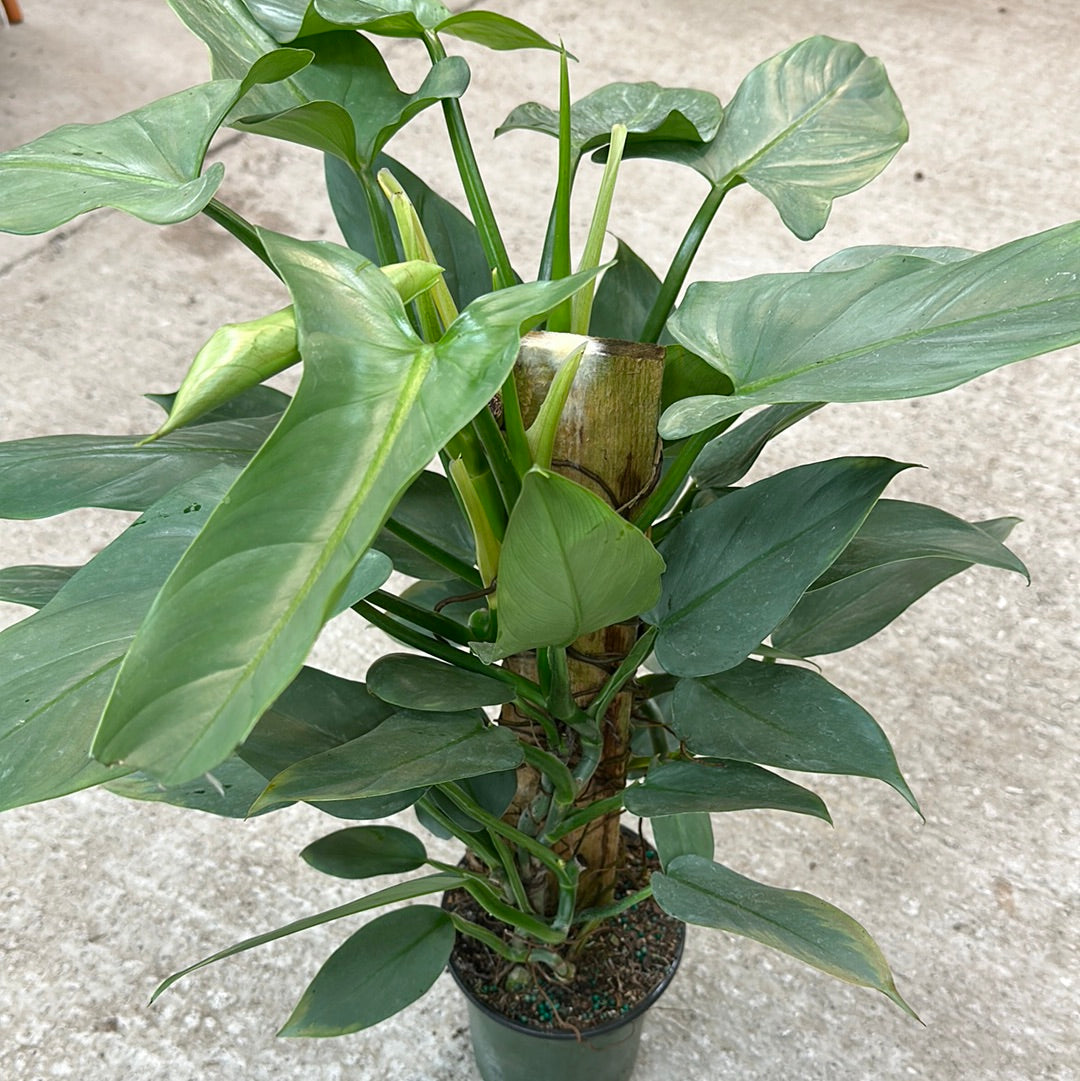 philodendron cordatum totem Philodendron Silver Sword Totem 6" – Kent East Hill Nursery